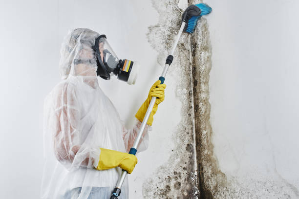 Best Residential Mold Inspection & Testing  in Midway, KY